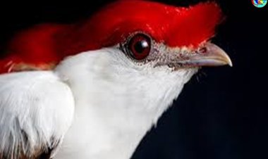 Criada lei que institui o dia 22 de março como o Dia Municipal do Soldadinho-do Araripe e dos produtores de água