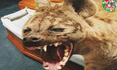 O golpe sujo das eleições dado por candidatos detritívoros ou negrófagos