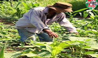 Garantia safra terá segunda chamada de cadastro