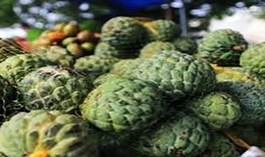 Feira da agricultura familiar é destaque em juazeiro do norte