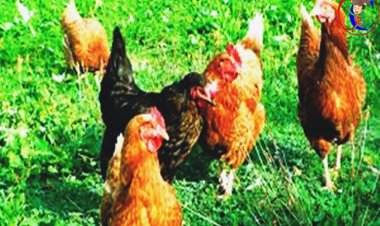 Salitre testa negativo para influenza aviária