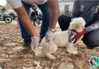 TUTORES DE CÃES E GATOS PODEM VACIANAR SEUS PETS ATÉ ESTE DOMINGO GRÁTIS