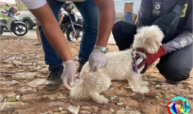 TUTORES DE CÃES E GATOS PODEM VACIANAR SEUS PETS ATÉ ESTE DOMINGO GRÁTIS