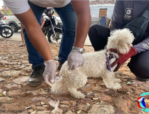 TUTORES DE CÃES E GATOS PODEM VACIANAR SEUS PETS ATÉ ESTE DOMINGO GRÁTIS