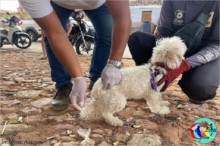 TUTORES DE CÃES E GATOS PODEM VACIANAR SEUS PETS ATÉ ESTE DOMINGO GRÁTIS